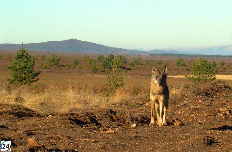 El lobo ibérico experimenta un incremento del 26% en su población española desde 2014, revela investigación de Fundación Artemisan.