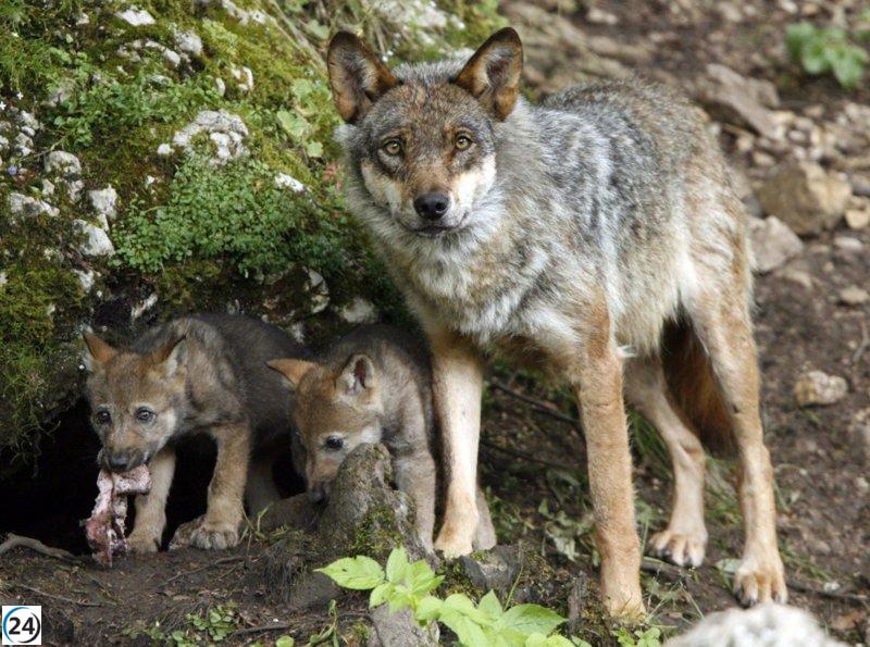 El estudio de Fundación Artemisan sobre el aumento del 26% de la población de lobos en España es enviado a Bruselas por cazadores.