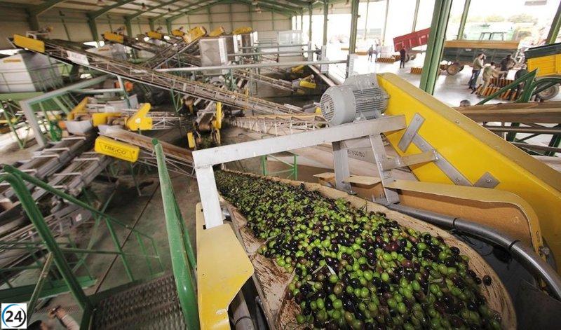 Las existencias finales de aceite de oliva alcanzan las 247.284 toneladas, según datos de Agricultura.