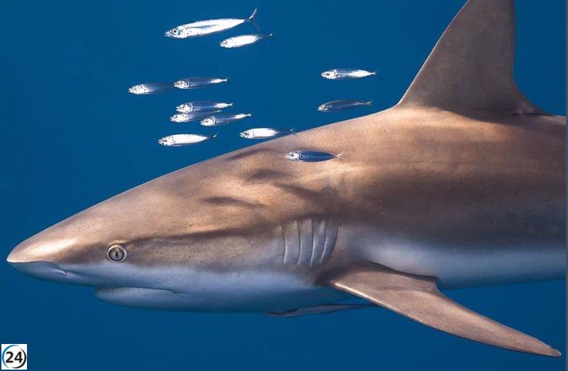ONG revela sorprendentes discrepancias en capturas y desembarque de tiburones y rayas en España