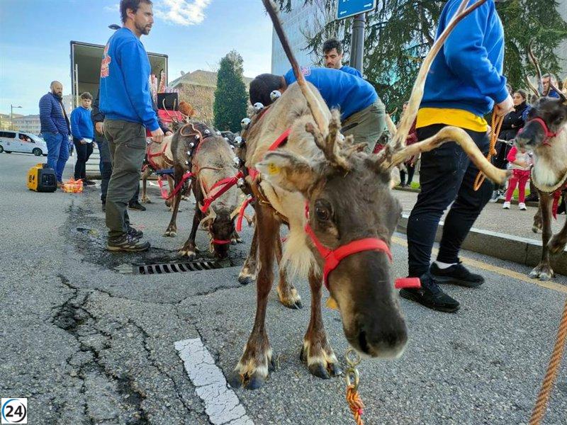 PACMA alerta sobre la presencia de renos en las cabalgatas navideñas debido al posible maltrato animal